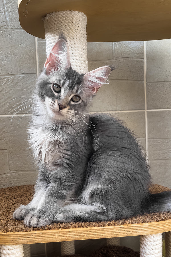 Jenny | Maine Coon Kitten