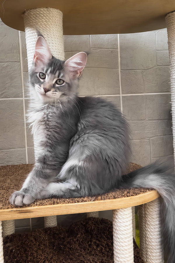 Jenny | Maine Coon Kitten