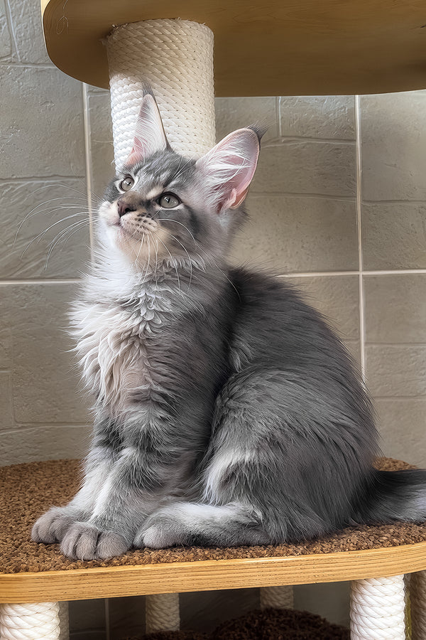 Jenny | Maine Coon Kitten