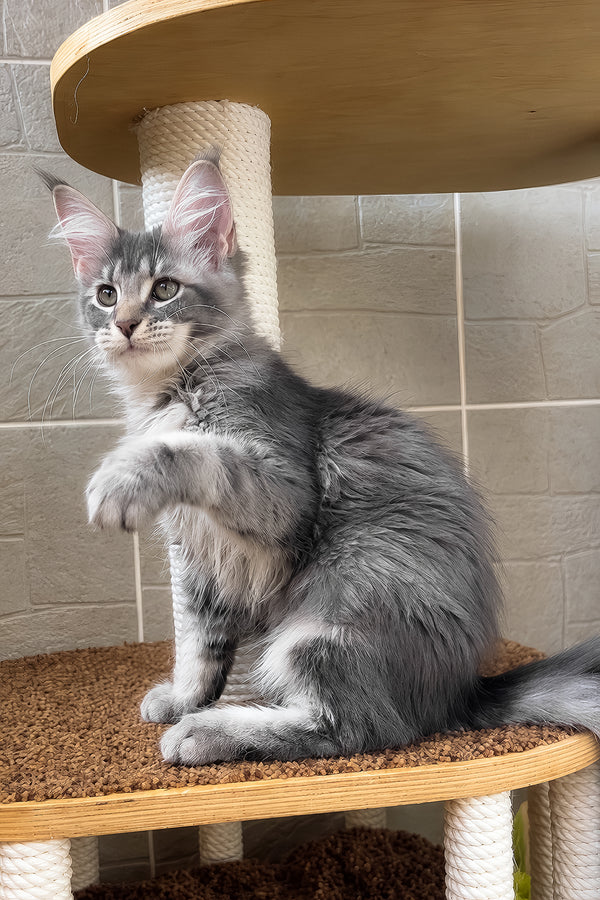 Jenny | Maine Coon Kitten