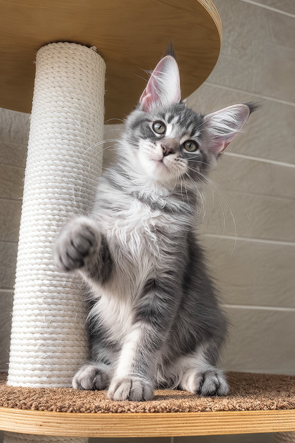 Jenny | Maine Coon Kitten