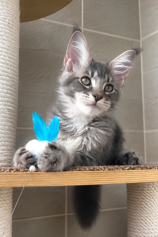 Jenny | Maine Coon Kitten
