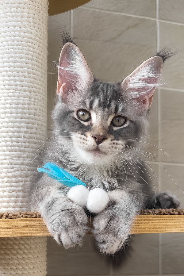 Jenny | Maine Coon Kitten