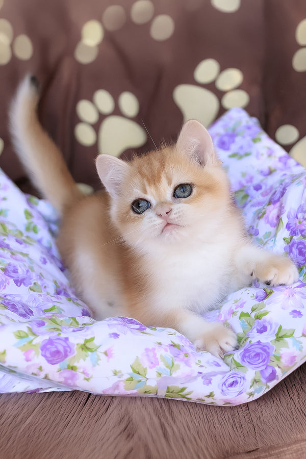Jerry | British Shorthair Kitten