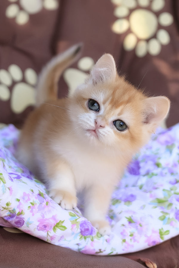 Jerry | British Shorthair Kitten