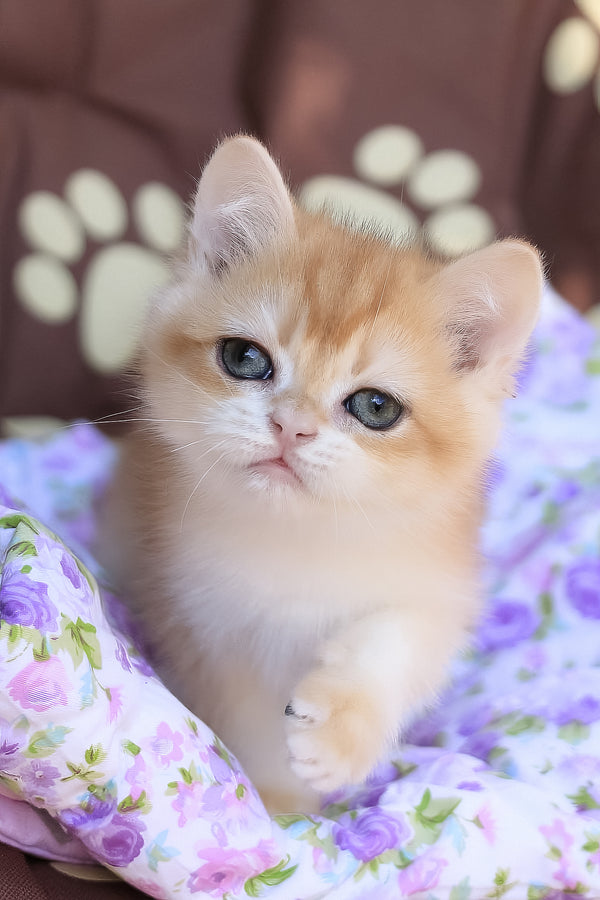 Jerry | British Shorthair Kitten