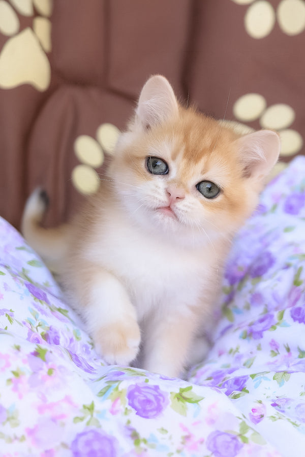 Jerry | British Shorthair Kitten