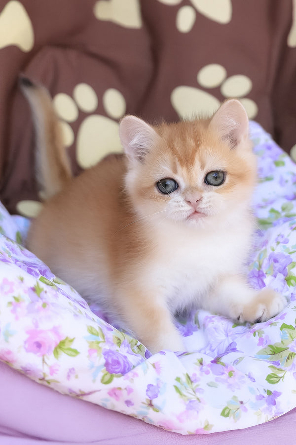 Jerry | British Shorthair Kitten