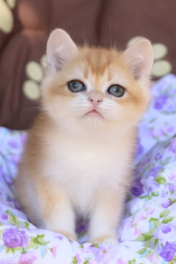Jerry | British Shorthair Kitten