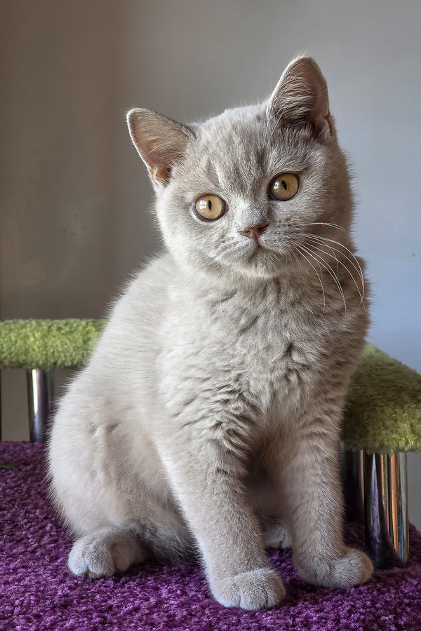 Jess | British Shorthair Kitten