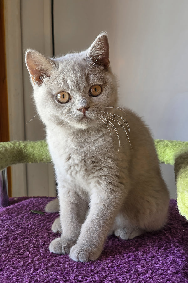 Jess | British Shorthair Kitten