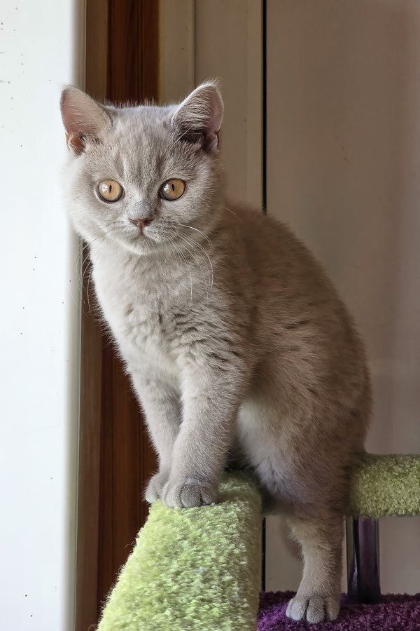 Jess | British Shorthair Kitten