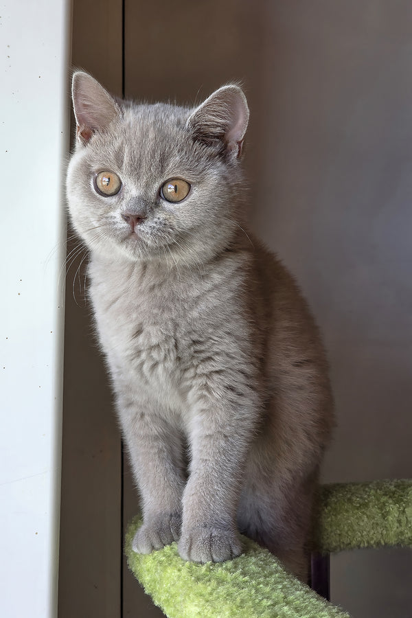 Jess | British Shorthair Kitten