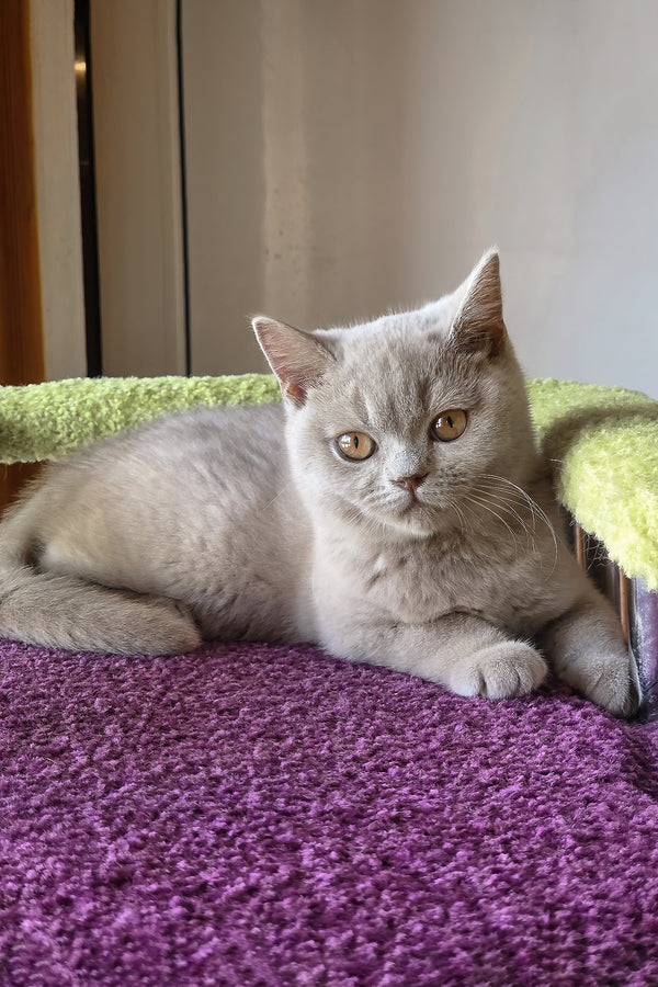 Jess | British Shorthair Kitten