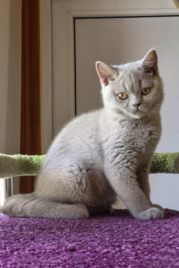 Jess | British Shorthair Kitten