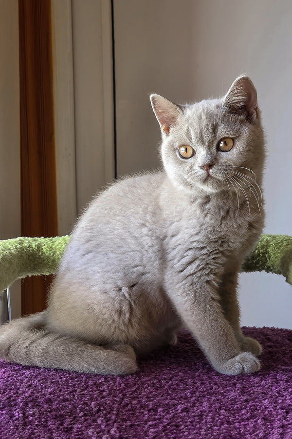 Jess | British Shorthair Kitten