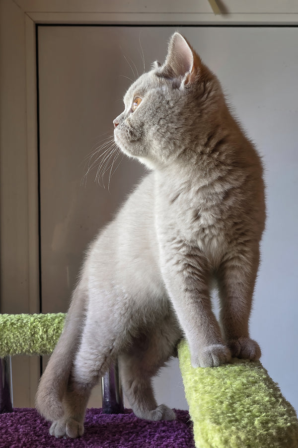 Jess | British Shorthair Kitten