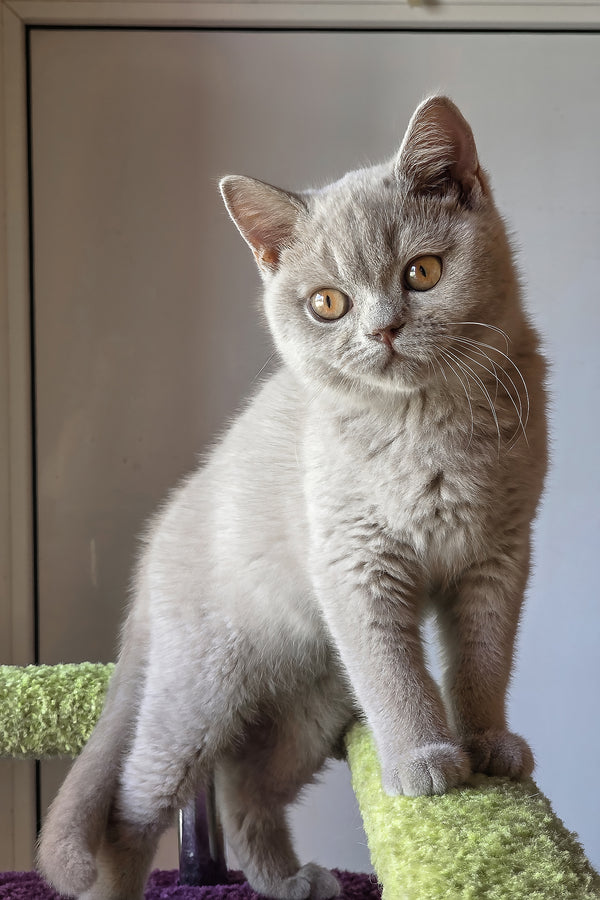 Jess | British Shorthair Kitten