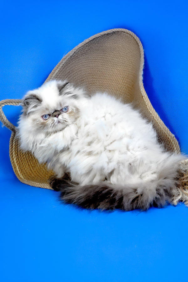 Jessi | Persian Kitten