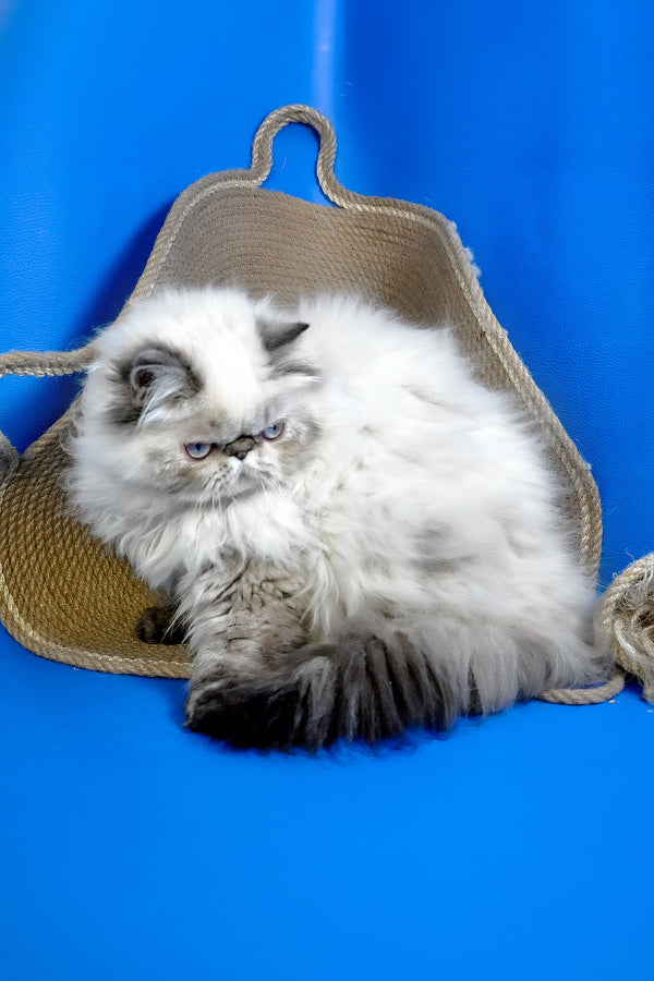 Jessi | Persian Kitten