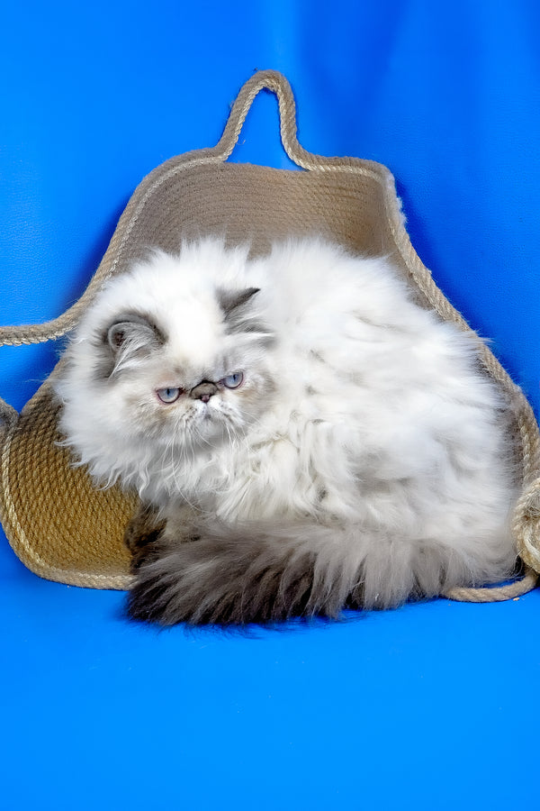 Jessi | Persian Kitten