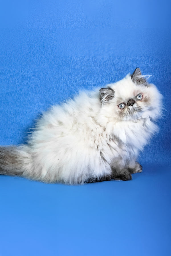 Jessi | Persian Kitten