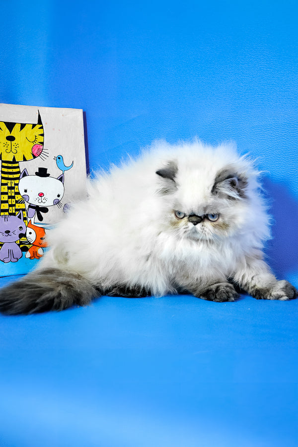 Jessi | Persian Kitten