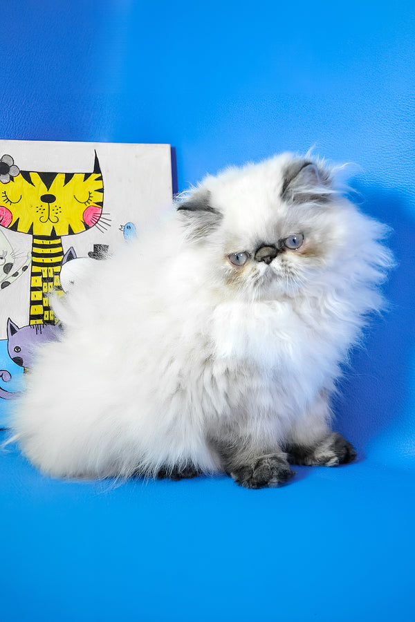 Jessi | Persian Kitten