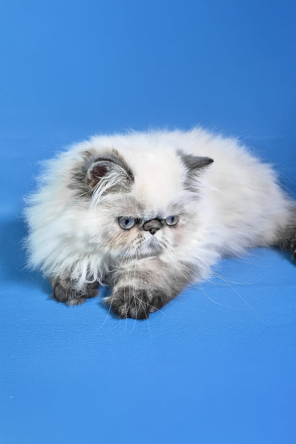 Jessi | Persian Kitten