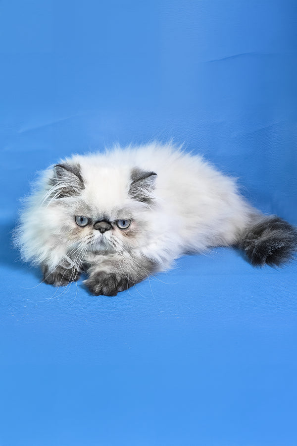 Jessi | Persian Kitten