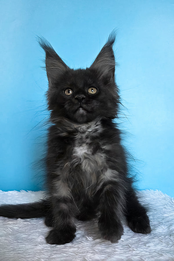 Jessica | Maine Coon Kitten