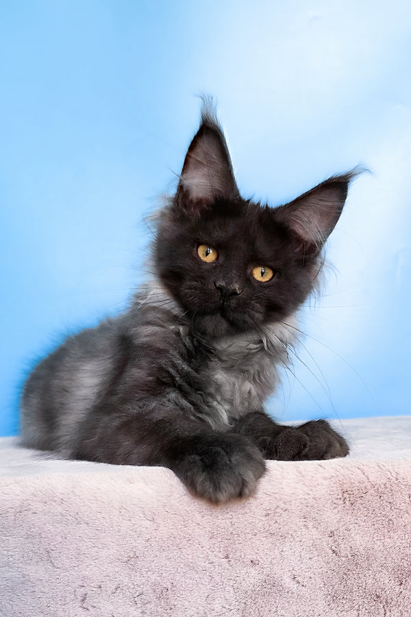 Jessica | Maine Coon Kitten