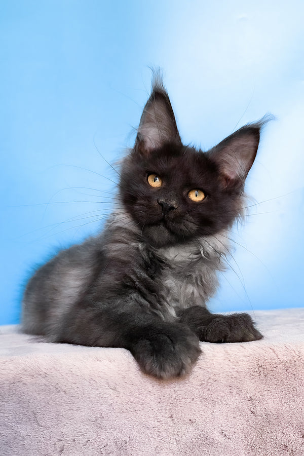 Jessica | Maine Coon Kitten
