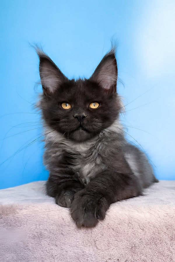 Jessica | Maine Coon Kitten