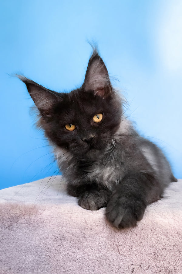 Jessica | Maine Coon Kitten