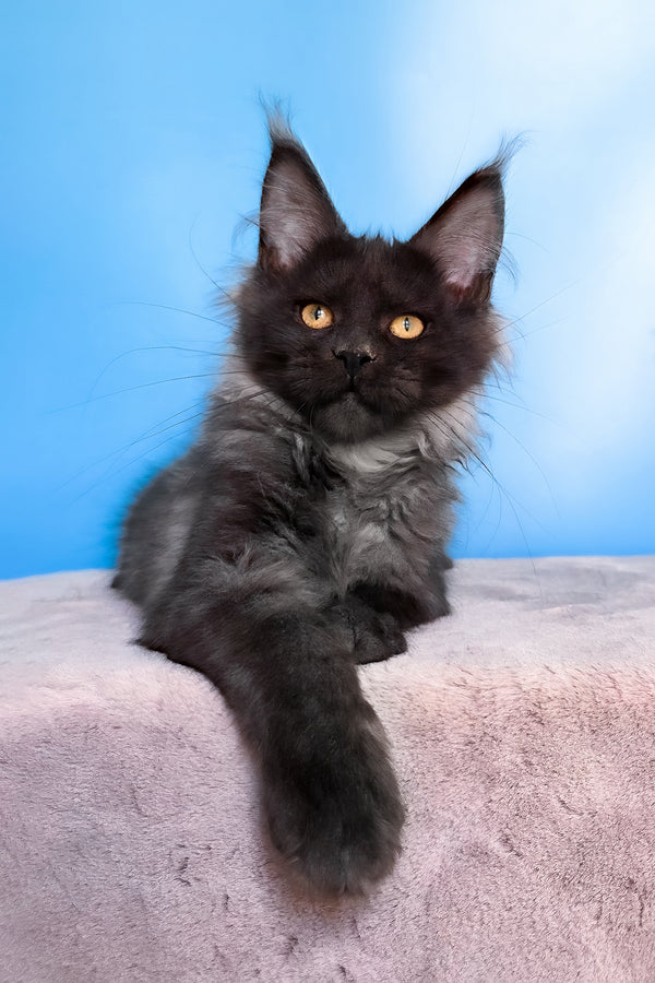 Jessica | Maine Coon Kitten