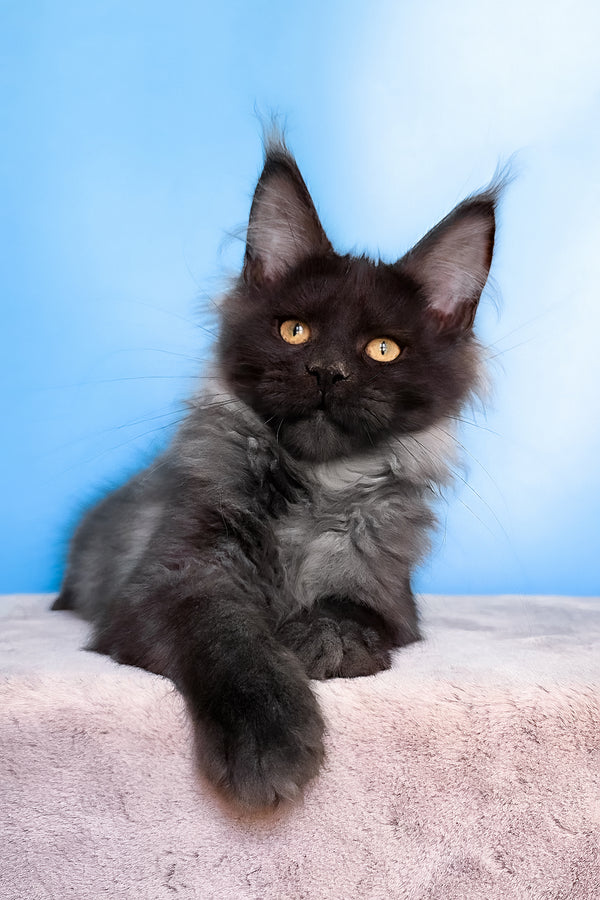 Jessica | Maine Coon Kitten