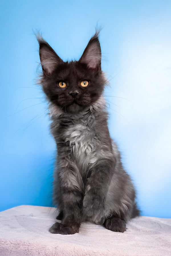 Jessica | Maine Coon Kitten