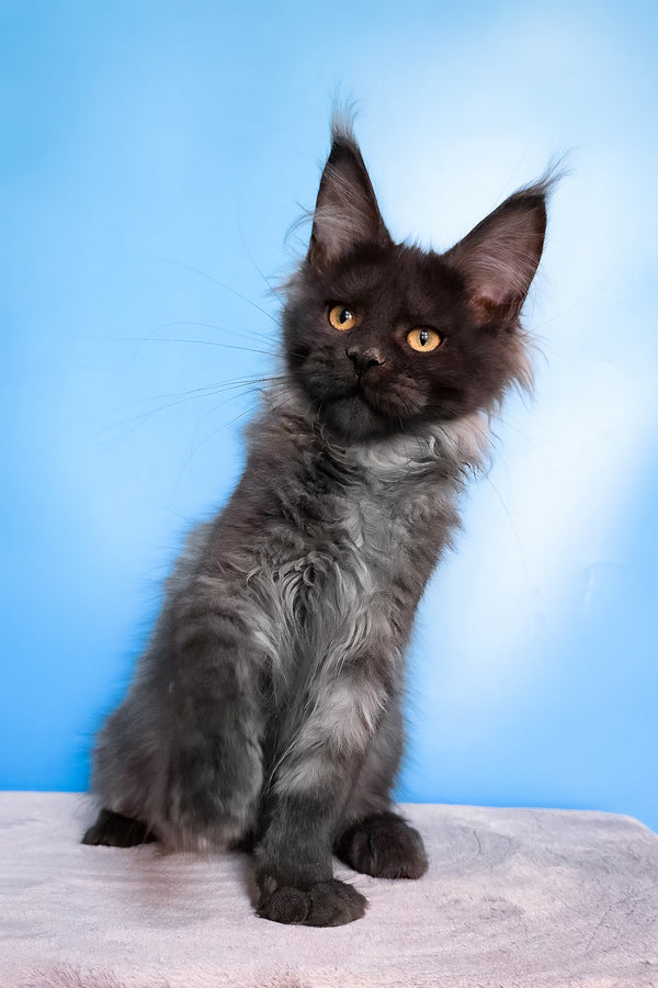 Jessica | Maine Coon Kitten