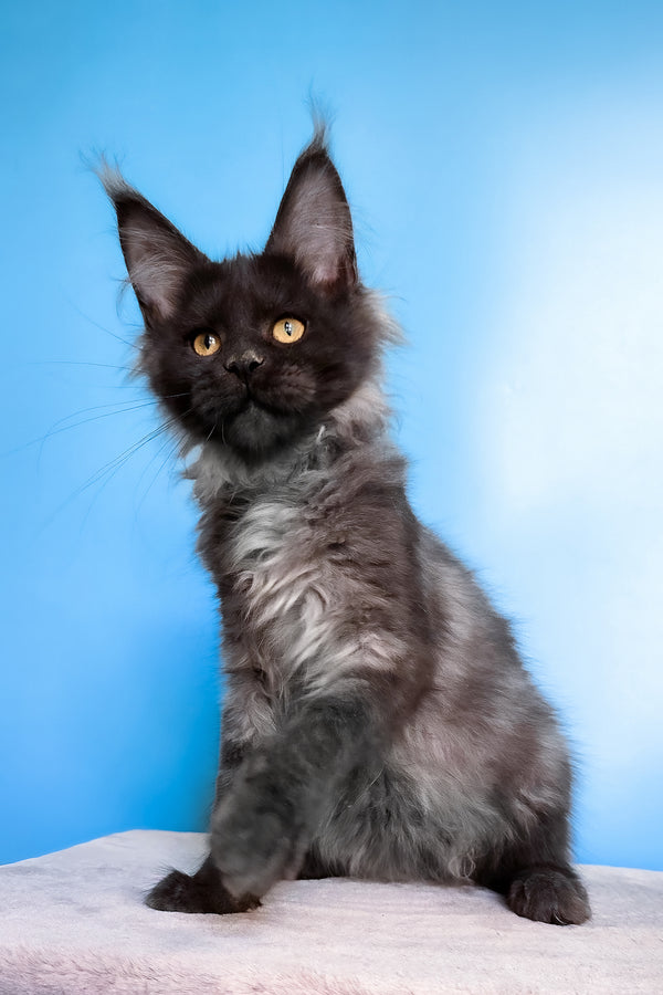 Jessica | Maine Coon Kitten
