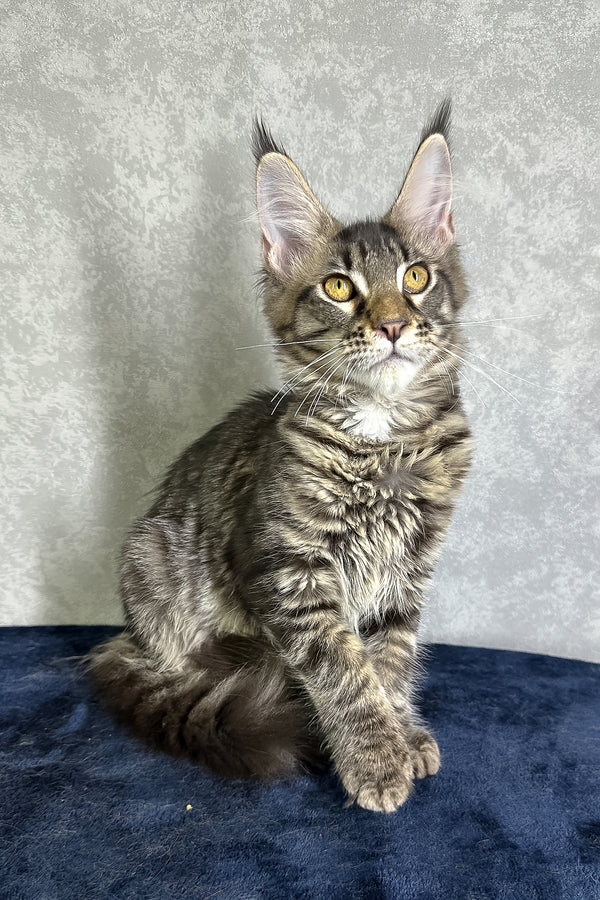 Jetta | Maine Coon Kitten