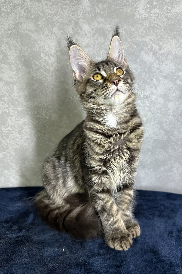 Jetta | Maine Coon Kitten