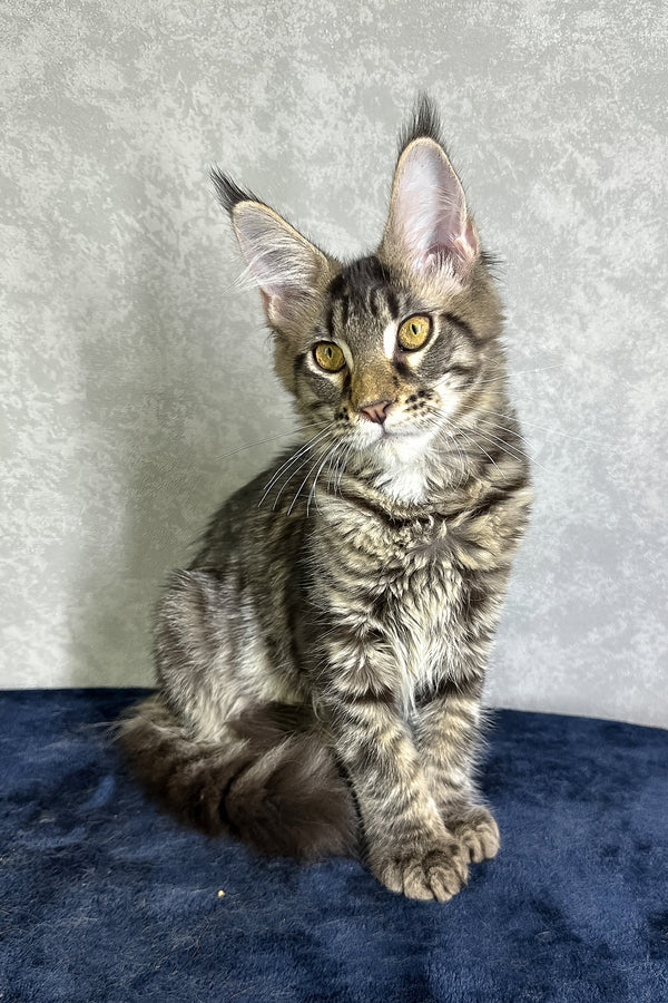 Jetta | Maine Coon Kitten