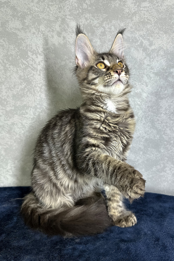 Jetta | Maine Coon Kitten