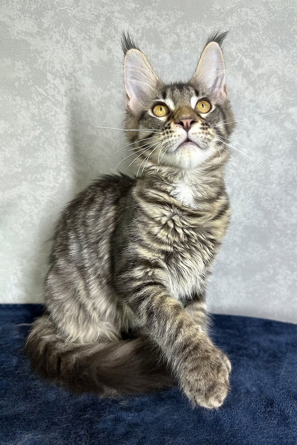 Jetta | Maine Coon Kitten