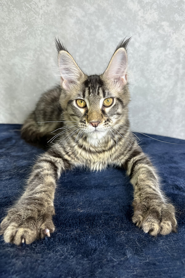 Jetta | Maine Coon Kitten