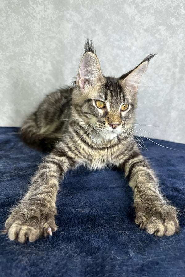 Jetta | Maine Coon Kitten