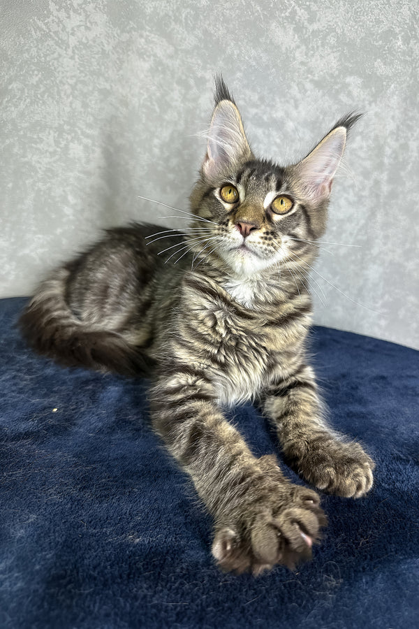 Jetta | Maine Coon Kitten