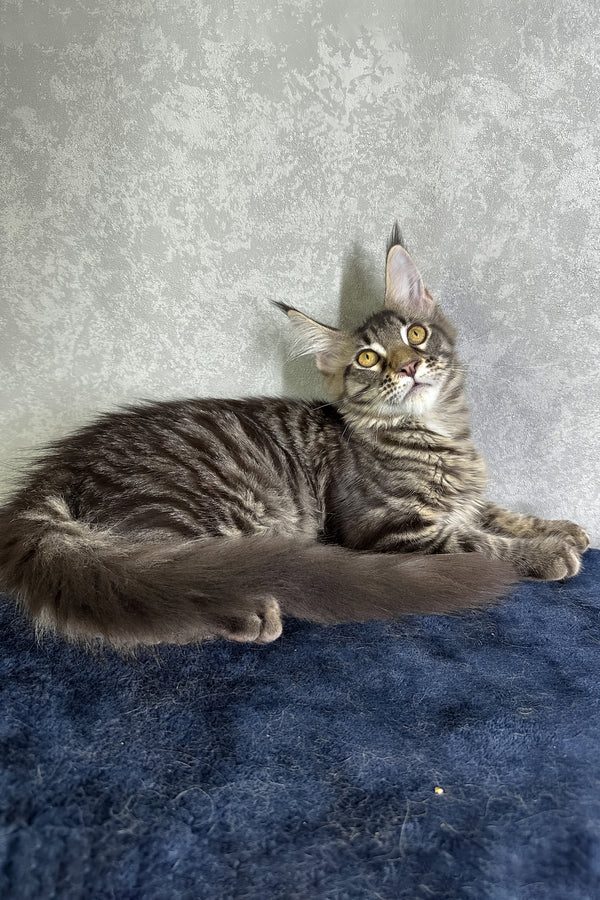 Jetta | Maine Coon Kitten