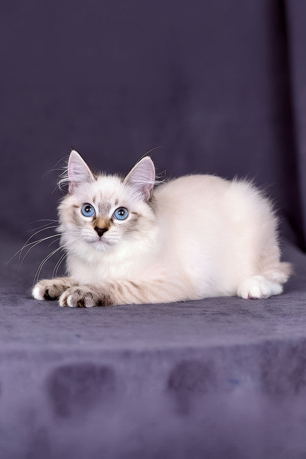 Jinnie | Siberian Kitten